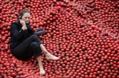 An Apple a day 12 * 5616 x 3744 * (9.15MB)